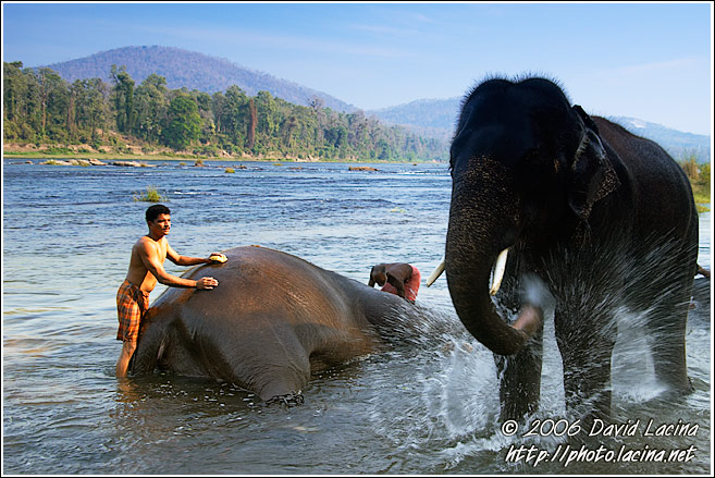 Elephant Washing Himself - Elephant Training Center, South India