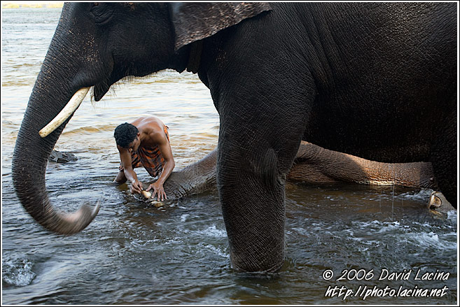 Elephant And Man - Elephant Training Center, South India