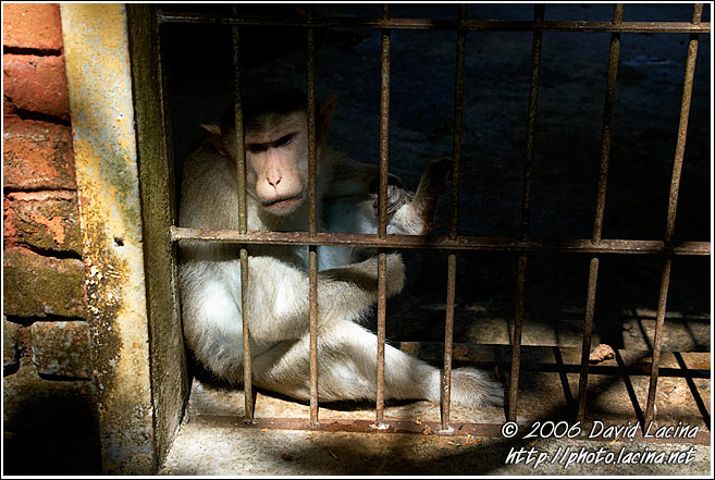 Prisoner For Rest Of The Life - Elephant Training Center, South India