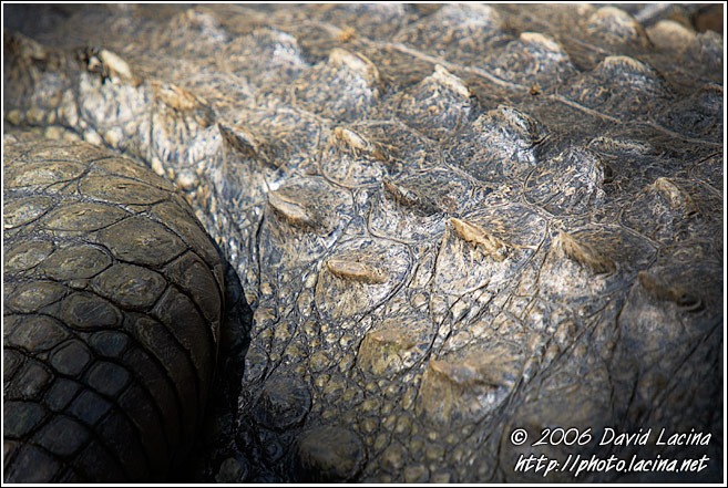 Crocodile Skin - Elephant Training Center, South India