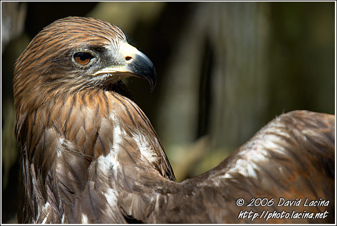 Eagle - Elephant Training Center, South India
