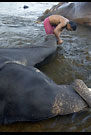Pedicure, Elephant Training Center, South India