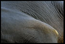 Elephant Abstraction, Elephant Training Center, South India