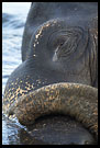Elephant Resting In River, Elephant Training Center, South India