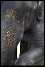 Elephant, Elephant Training Center, South India