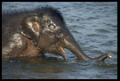 Baby Elephant Taking A Bath, Elephant Training Center, South India