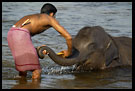 Washing Baby Elephant, Elephant Training Center, South India