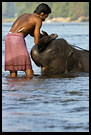 Cleaning Baby Elephant, Elephant Training Center, South India