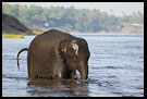 Baby Elephant In A River, Elephant Training Center, South India
