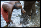 Washing An Elephant, Elephant Training Center, South India