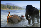 Photos in category South India - Elephant Training Center