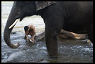 Elephant And Man, Elephant Training Center, South India
