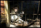 Prisoner For Rest Of The Life, Elephant Training Center, South India