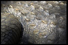 Crocodile Skin, Elephant Training Center, South India