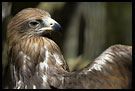 Eagle, Elephant Training Center, South India