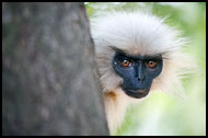 India - Golden Langur