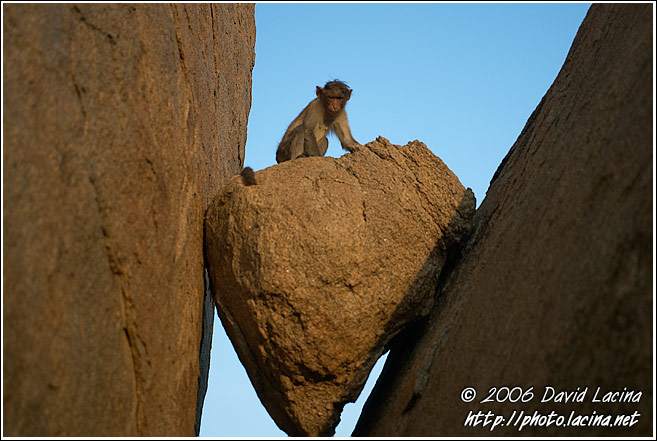 Monkey On A Stone - Hampi - Nature, South India