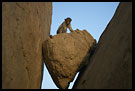 Monkey On A Stone, Hampi - Nature, South India