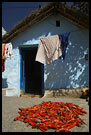Drying Chilli, Hampi - Nature, South India