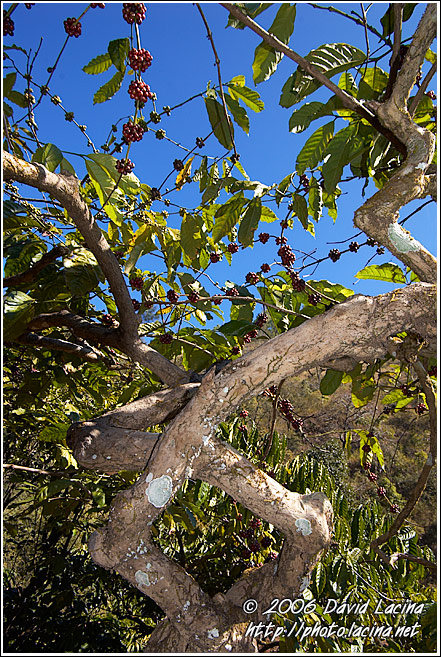 Coffe plant - Kodagu (Coorg) Hills, South India