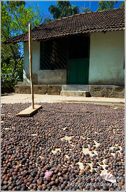 Drying Coffee Beans - Kodagu (Coorg) Hills, South India