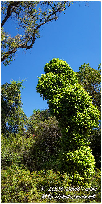 Coorg Jungle - Kodagu (Coorg) Hills, South India