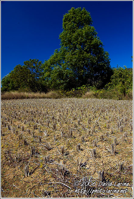 Harvested Rice Field - Kodagu (Coorg) Hills, South India
