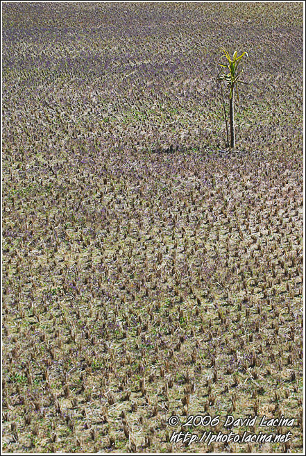 Harvested Rice Field - Kodagu (Coorg) Hills, South India