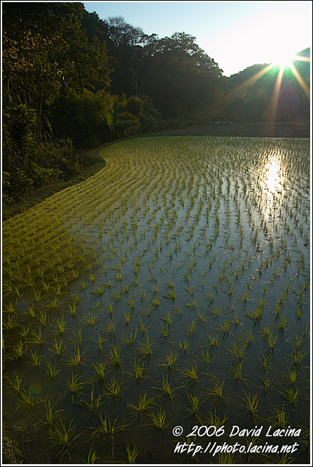 Sunset And Rice FIield - Kodagu (Coorg) Hills, South India