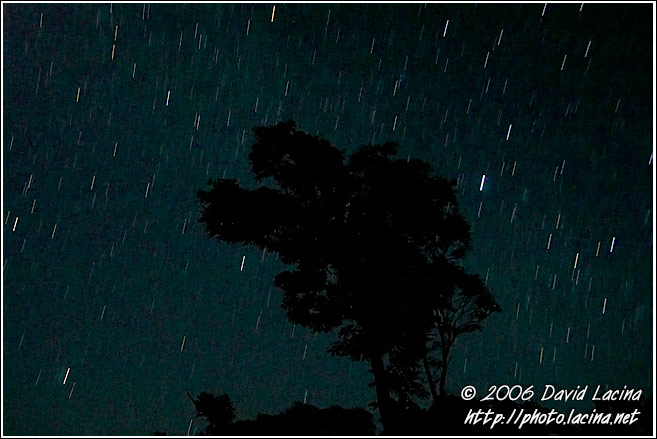 Tree And Startrails - Kodagu (Coorg) Hills, South India