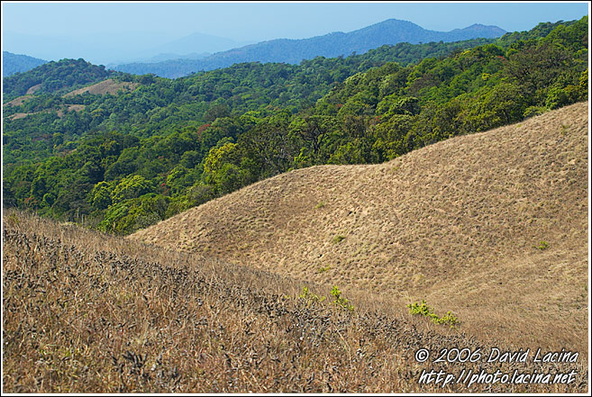 Kodagu Hills - Kodagu (Coorg) Hills, South India