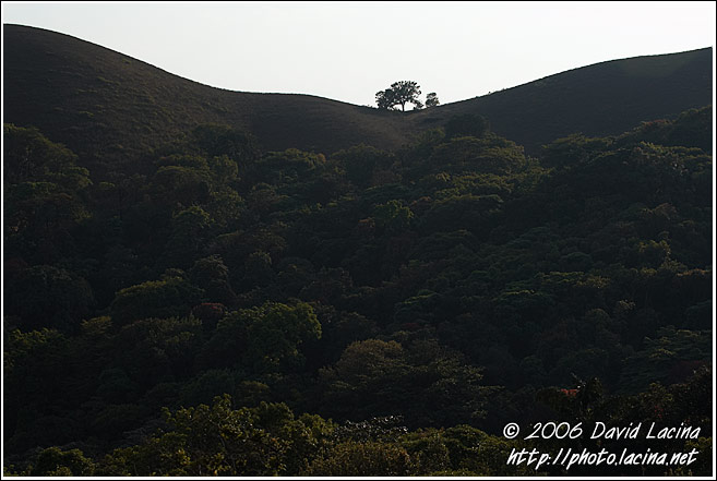 Lonely Tree - Kodagu (Coorg) Hills, South India