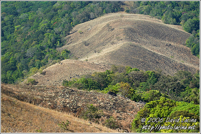 Kodagu Hills - Kodagu (Coorg) Hills, South India