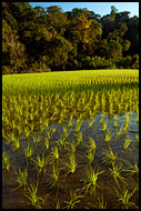 South India - Kodagu (Coorg)