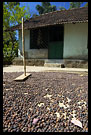 Drying Coffee Beans, Kodagu (Coorg) Hills, South India