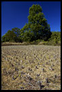 Harvested Rice Field, Kodagu (Coorg) Hills, South India