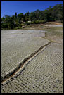 Harvested Rice Field, Kodagu (Coorg) Hills, South India