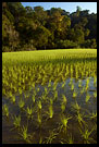 Rice Field, Kodagu (Coorg) Hills, South India