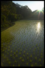 Sunset And Rice FIield, Kodagu (Coorg) Hills, South India
