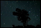 Tree And Startrails, Kodagu (Coorg) Hills, South India