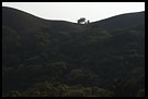 Lonely Tree, Kodagu (Coorg) Hills, South India