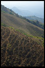 Kodagu Landscape, Kodagu (Coorg) Hills, South India