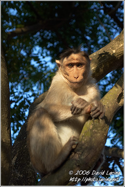 Monkey On Chamundi Hill - Mysore, South India