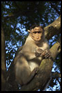 Monkey On Chamundi Hill, Mysore, South India