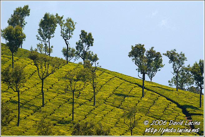 Tea Plantation - Ooty, South India