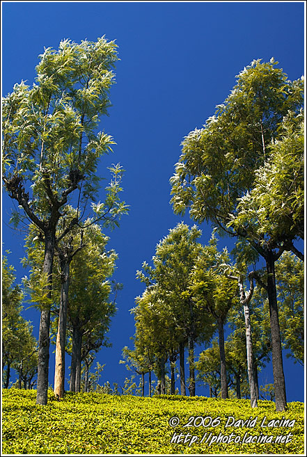 Tea Plantation - Ooty, South India