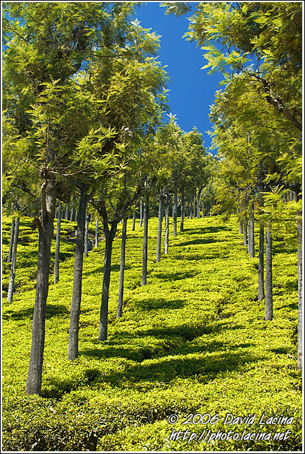Tea Plantation - Ooty, South India