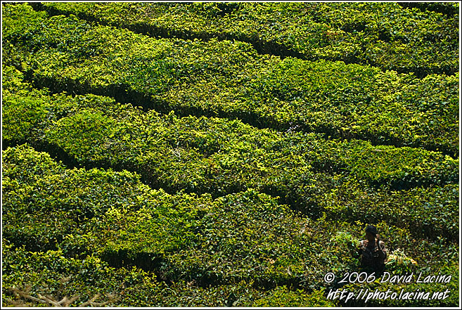 Tea Plantation - Ooty, South India