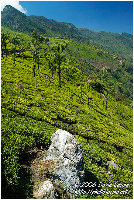 Tea Plantation - Ooty, South India