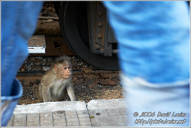 Monkey By Ooty Train - Ooty, South India